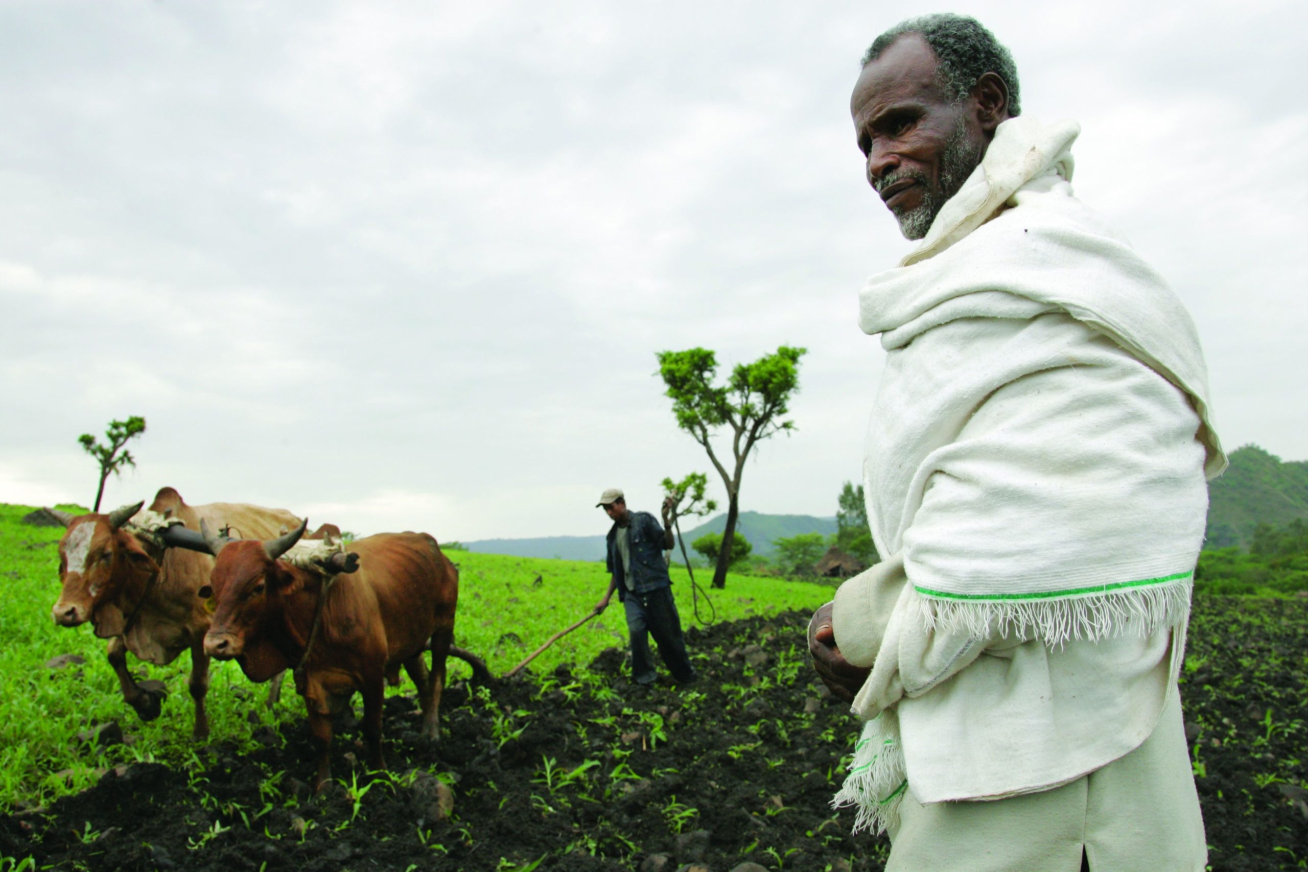 ILRI,_Stevie_Mann_-_Ploughing_with_cattle_in_southwestern_Ethiopia ILRI,_Stevie_Mann_-_Ploughing_with_cattle_in_southwestern_Ethiopia