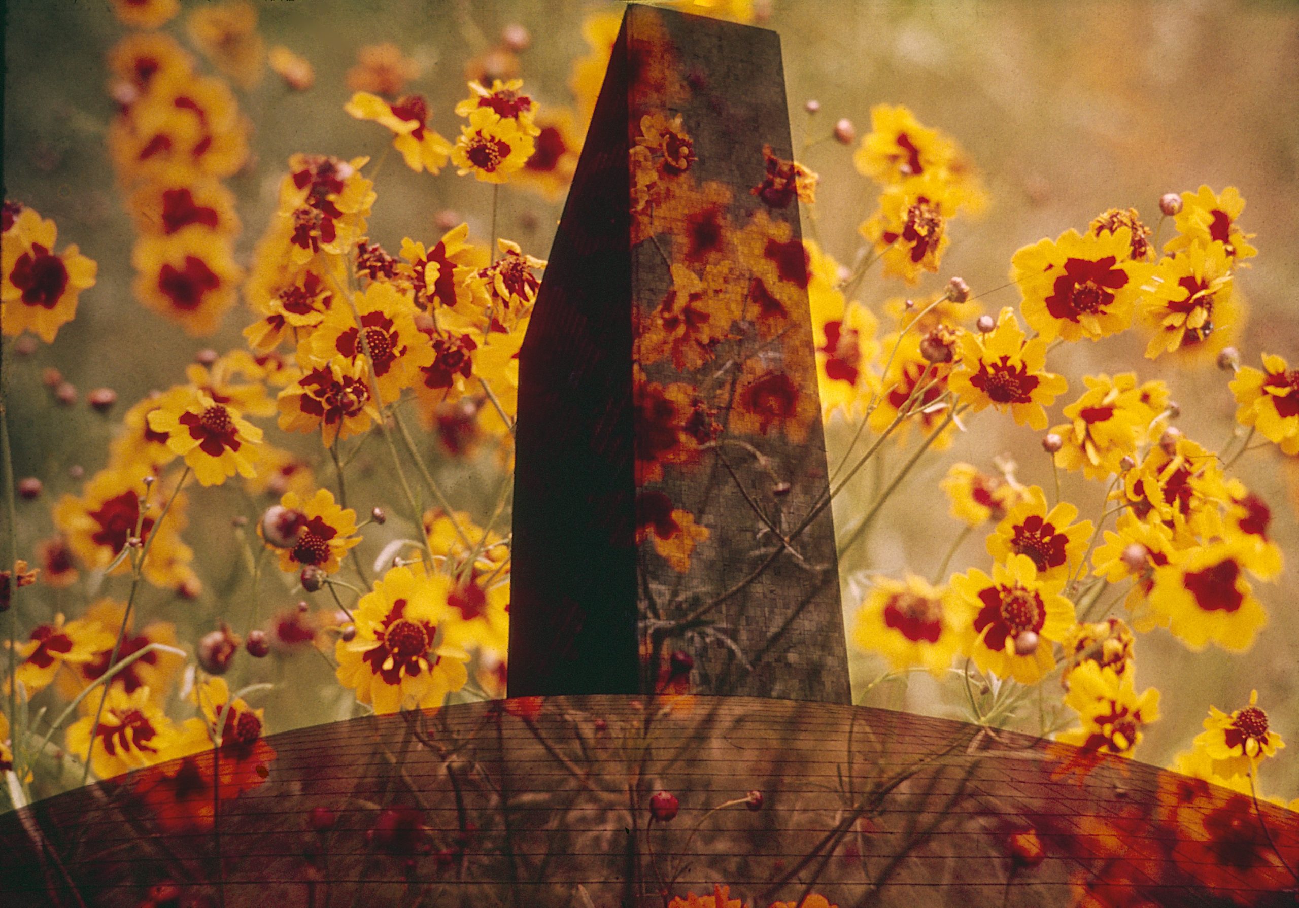 2020 IDP Timeline photo