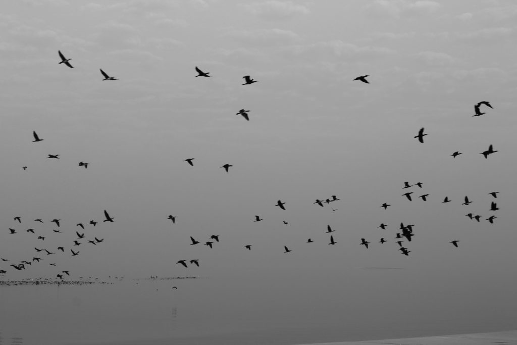 6657899469_08c80946de_o